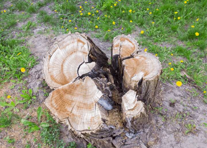 tree removal Evansville IN