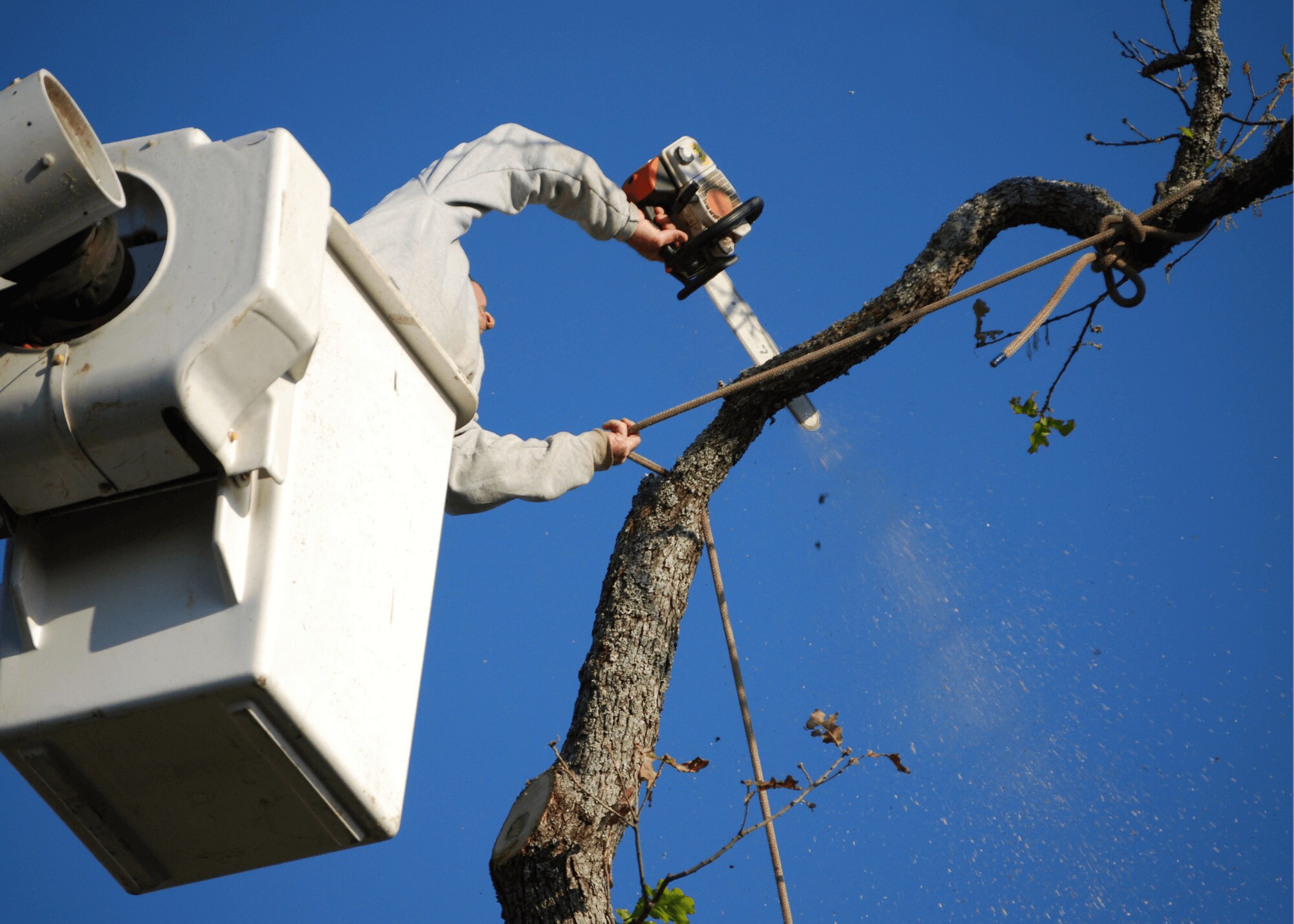tree trimming service Evansville IN