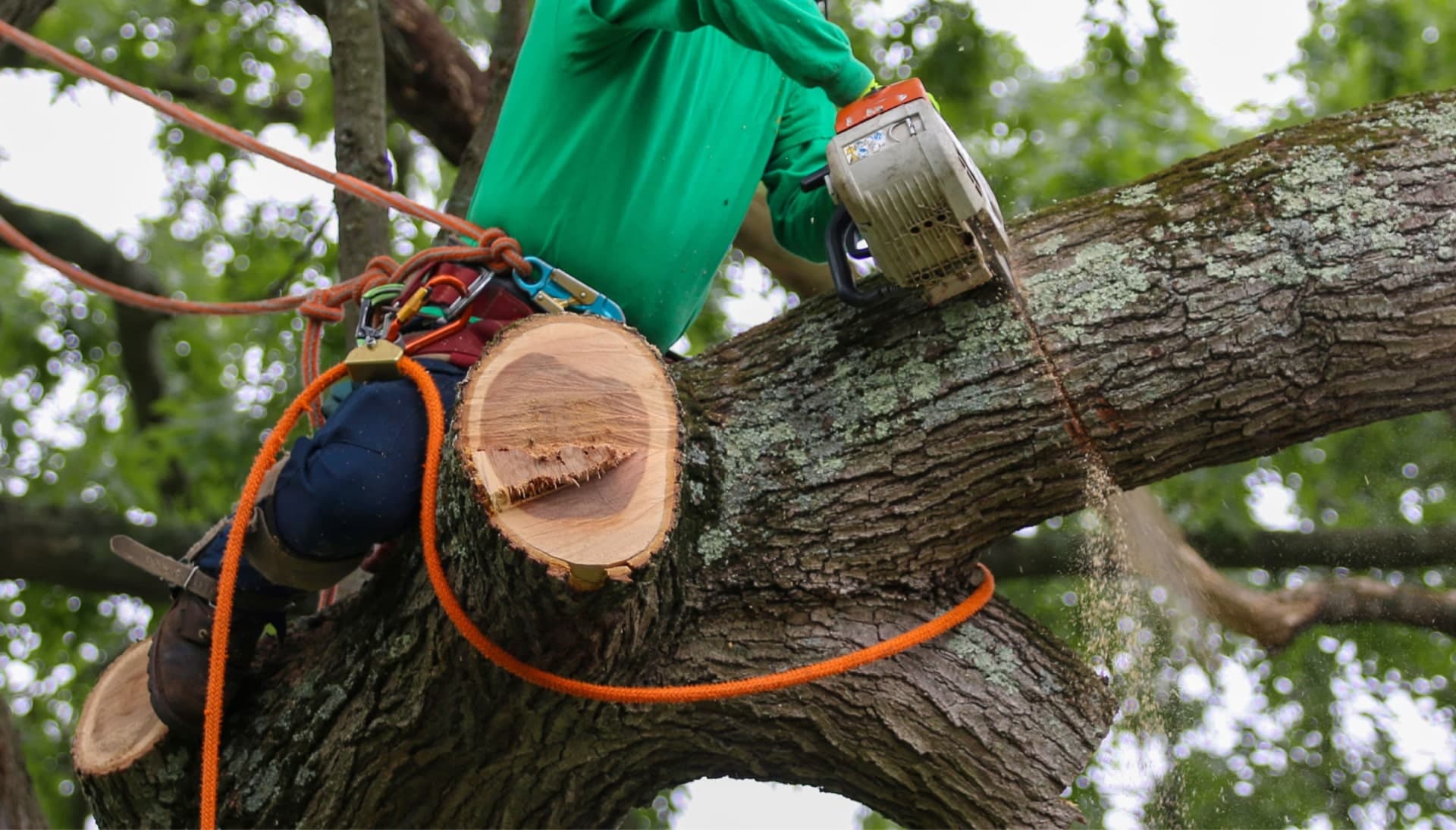 Professional Tree Removal Services