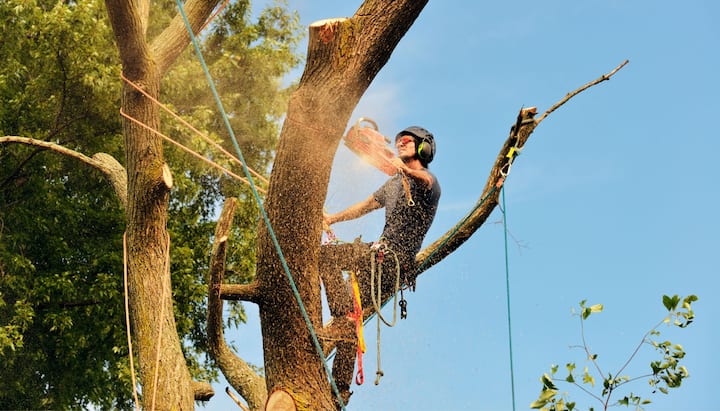 Tree Removal Contractors