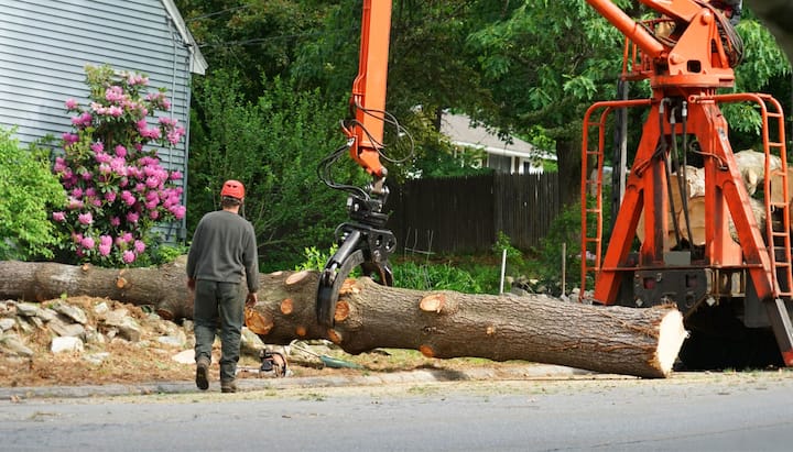 Expert Tree Removal Services