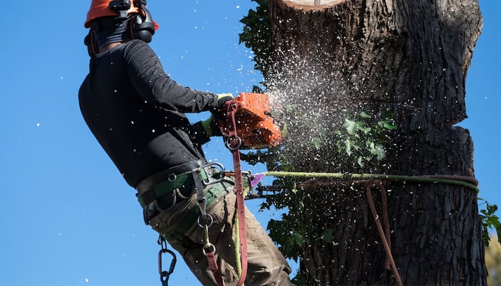 Tree Removal Solutions